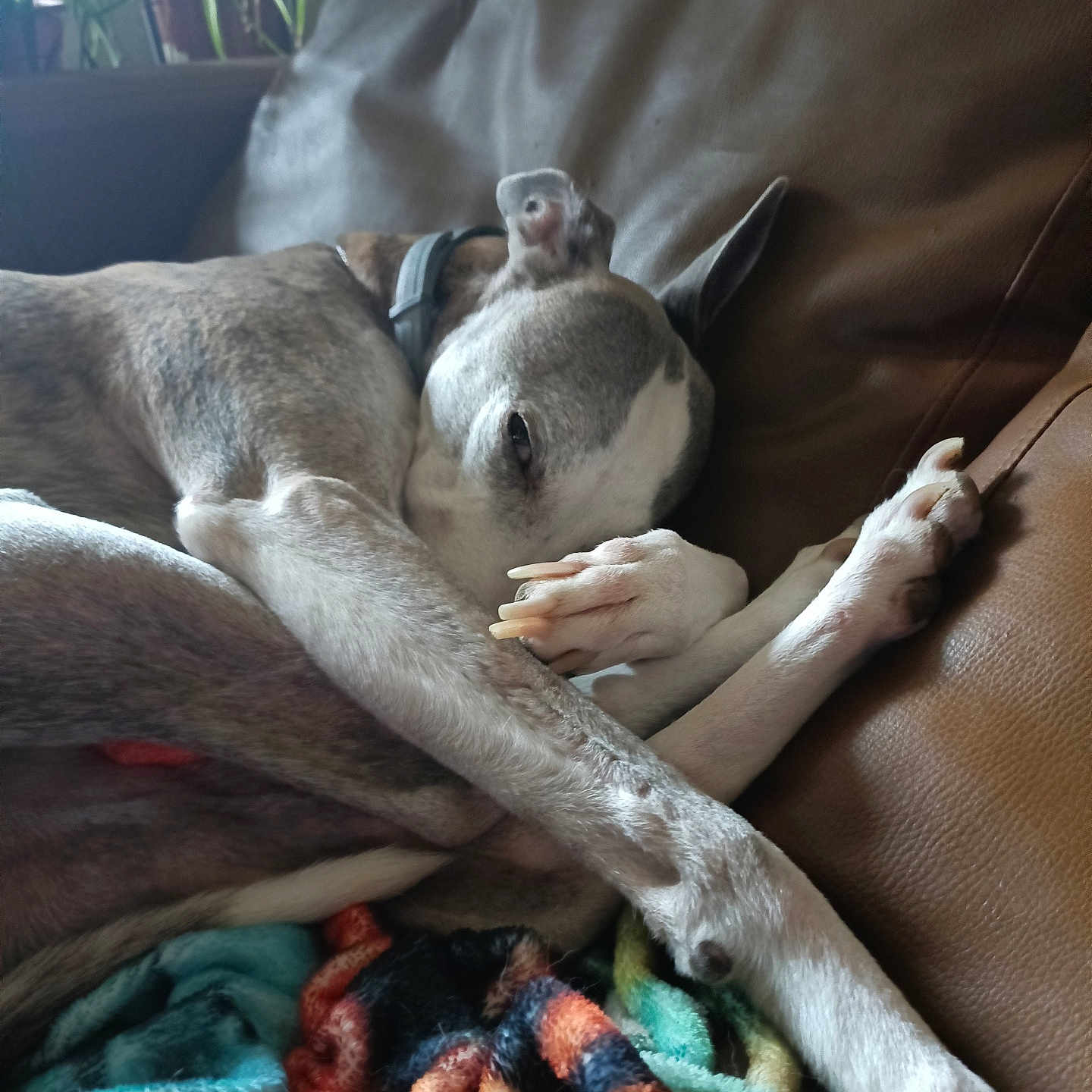 O'Connor participe au concours pour gagner de l'argent avec cette photo : animal, blanket, collar, colorful, couch, cozy, curled_up, dog, fur, home, indoor, leather, natural_light, paw, pet, plant, relaxed, resting, shy, sleeping