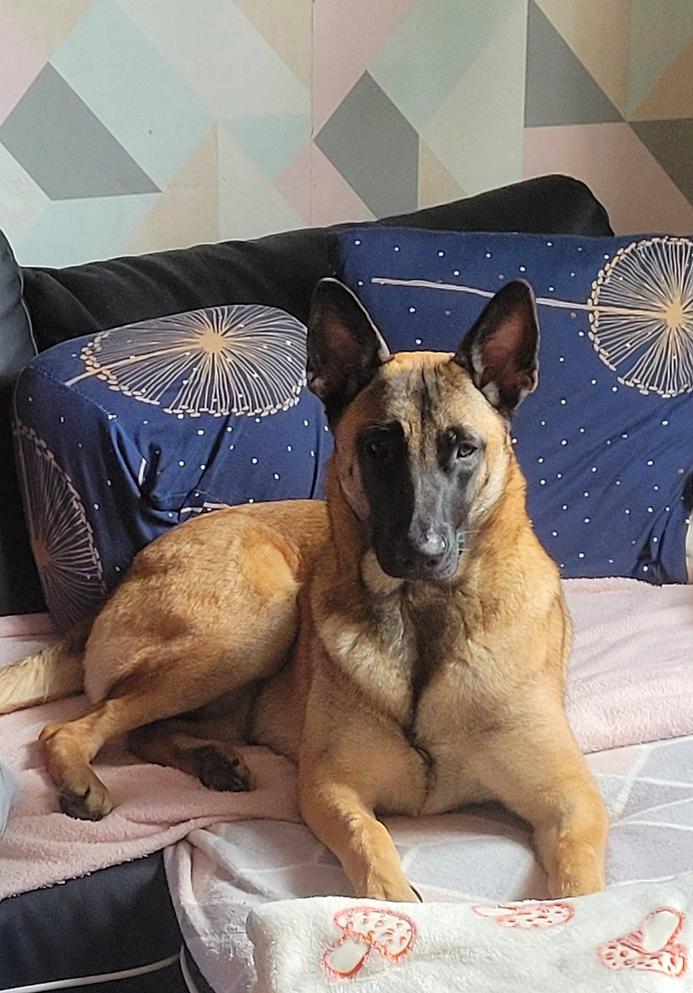 Targa a rejoint le concours — aidez-le/la à gagner de superbes lots ! ancient_dog_breeds, canidae, carnivore, comfort, companion_dog, dog, dog_breed, dog_supply, fawn, german_shepherd_dog, guard_dog, herding_dog, non_sporting_group, paw, pet_supply, snout, sporting_group, terrestrial_animal, working_animal, working_dog