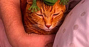Bella is registered to the contest to win money with this photo: cat, orange_cat, toy_frog, pet, sleeping, close_up, human_arm, indoor, cozy, resting, cute, animal, feline, domestic_cat, hand, bed, blanket, comfort, relaxation, fur