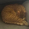 Bella is registered to the contest to win money with this photo: cat, orange_cat, tabby, sleeping, curled_up, paw, feline, pet, indoor, cozy, resting, fur, whiskers, tail, cute, animal, mammal, domestic_cat, relaxing, couch