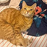 cat, ginger_cat, pet, feline, bed, blanket, striped_sheet, floral_pattern, fur, whiskers, ears, paw, relaxed, indoor, cute, sleepy, domestic_animal, animal, resting, comfort