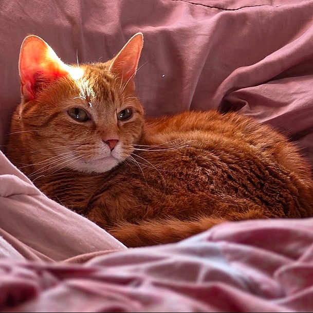 Bella