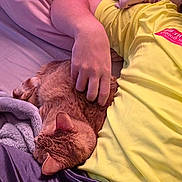 Bella joined the competition — help win amazing prizes! cat, orange_tabby, person, hand, yellow_shirt, bed, blanket, cozy, resting, feline, fur, comfort, indoor, relaxation, sleeping_cat, soft, cuddling, domestic_animal, casual_clothing, laying_down