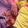 cat, orange_tabby, person, hand, yellow_shirt, bed, blanket, cozy, resting, feline, fur, comfort, indoor, relaxation, sleeping_cat, soft, cuddling, domestic_animal, casual_clothing, laying_down