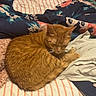 Bella joined the competition — help win amazing prizes! cat, orange_tabby, sleeping, bed, blanket, striped, floral_pattern, cozy, feline, pet, resting, indoor, soft, cute, fur, animal, domestic_cat, relaxation, comfort, cute_pet