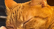 Bella joined the competition — help win amazing prizes! animal, cat, close_up, cozy, cute, domestic, feline, fur, ginger_cat, indoor, mammal, pattern, peaceful, pet, pillow, relaxation, resting, sleeping, soft, whiskers