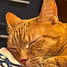cat, ginger_cat, sleeping, close_up, fur, whiskers, pet, animal, cozy, resting, indoor, pillow, pattern, cute, relaxation, mammal, feline, soft, peaceful, domestic