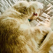 Taffy is registered to the contest to win money with this photo: cat, orange_cat, white_cat, pet, fur, paw, sleeping, resting, blanket, quilt, indoor, cozy, cute, animal, whiskers, relaxing, soft_light, feline, domestic_cat, playful