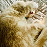 cat, orange_cat, white_cat, pet, fur, paw, sleeping, resting, blanket, quilt, indoor, cozy, cute, animal, whiskers, relaxing, soft_light, feline, domestic_cat, playful