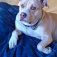 Havoc is registered to the contest to win money with this photo: dog, canine, pet, portrait, lying_down, sitting, blanket, blue_blanket, collar, chain_collar, short_hair, white_fur, gray_fur, floppy_ears, brown_eyes, paws, indoor, cozy, relaxed, animal_photography