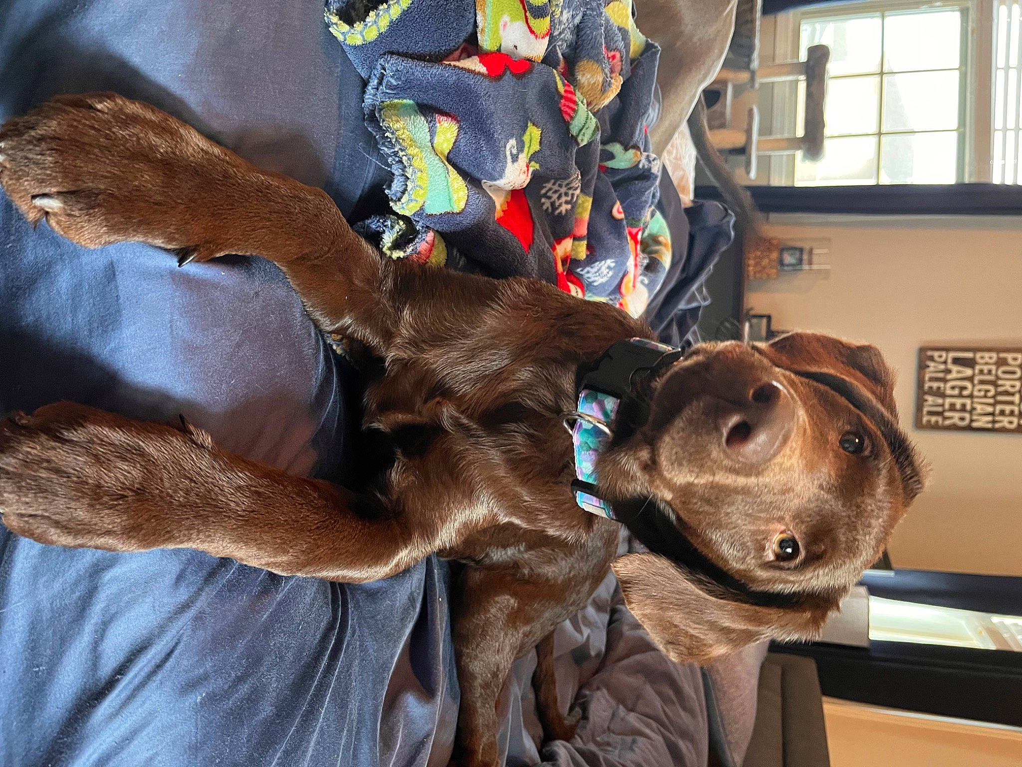 Hera joined the competition — help win amazing prizes! art, canidae, carnivore, collar, comfort, companion_dog, dog, dog_breed, dog_collar, fawn, fur, liver, metal, sculpture, snout, sporting_group, whiskers, window, wood, working_animal