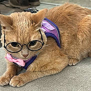 Nectar is registered to the contest to win money with this photo: accessory, adorable, bow_tie, cat, close_up, cute, ears, feline, ginger_cat, glasses, harness, indoor, orange_fur, paws, pet, portrait, purple_harness, sitting, sofa, whiskers