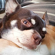 Niki participe au concours pour gagner de l'argent avec cette photo : dog, two_dogs, snuggling, close_up, fur, black_and_white, brown_and_white, sleeping, awake, pet, animal, companion, resting, cute, indoor, striped_clothing, human_arm, portrait, relaxing, cozy