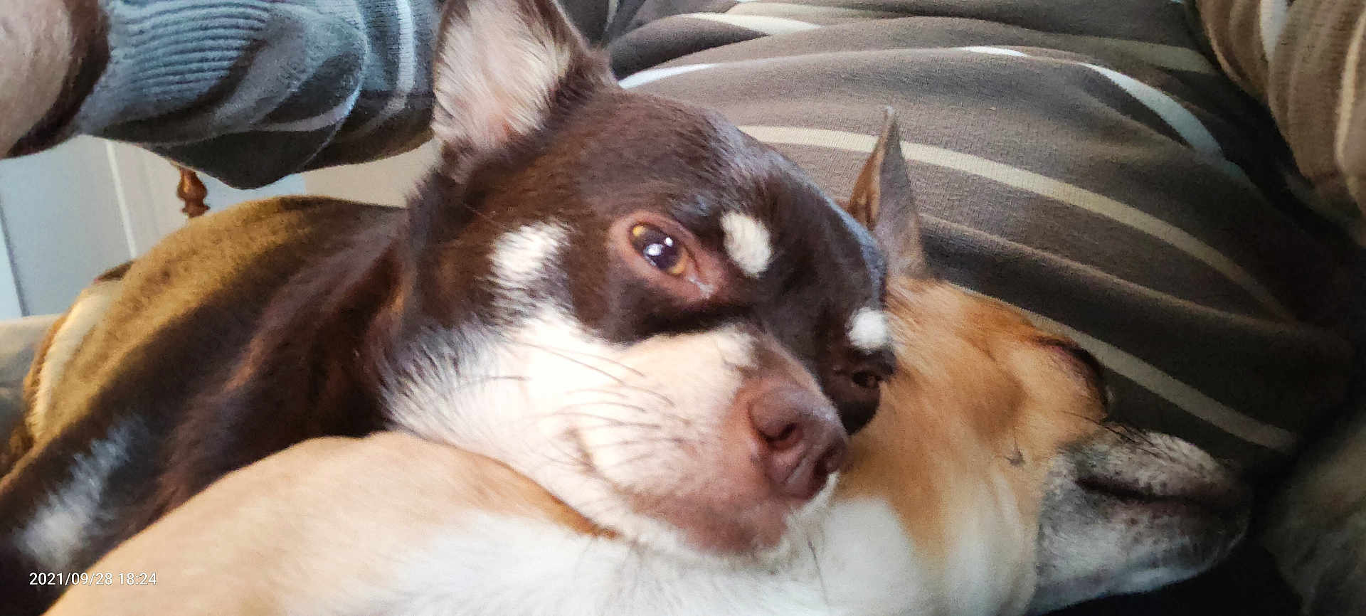 Niki participe au concours pour gagner de l'argent avec cette photo : dog, two_dogs, snuggling, close_up, fur, black_and_white, brown_and_white, sleeping, awake, pet, animal, companion, resting, cute, indoor, striped_clothing, human_arm, portrait, relaxing, cozy