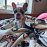 Louie is registered to the contest to win money with this photo: dog, puppy, french_bulldog, blanket, cartoon, glasses, couch, window, indoor, cute, pet, animal, tongue_out, ears, face, fur, cozy, home, soft_light, adorable