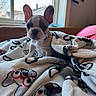 french_bulldog, puppy, dog, blanket, dog_pattern, glasses, indoor, window, natural_light, cozy, cute, pet, fur, ears, face, sitting, home, couch, pink_pillow, curious