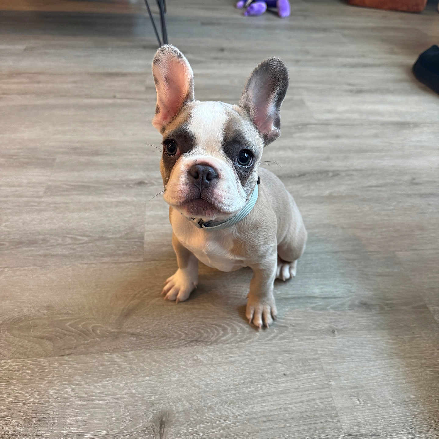 Louie is registered to the contest to win money with this photo: french_bulldog, puppy, dog, pet, animal, indoor, floor, wooden_floor, ears_up, sitting, curious, collar, toy, furniture, living_room, cute, small_dog, young, companion, domestic