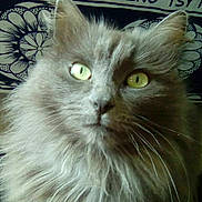 Tachon participe au concours pour gagner de l'argent avec cette photo : asian_semi_longhair, british_longhair, british_semi_longhair, carnivore, cat, domestic_long_haired_cat, eye, felidae, fur, maine_coon, mammal, napoleon_cat, nebelung, norwegian_forest_cat, persian, ragamuffin, siberian, small_to_medium_sized_cats, vertebrate, whiskers