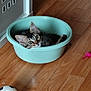 kitten, cat, plastic_basin, wooden_floor, indoor, toy, soccer_ball, feather_toy, pet, animal, feline, curious, wide_eyes, relaxed, playful, domestic, young, fur, ears, whiskers