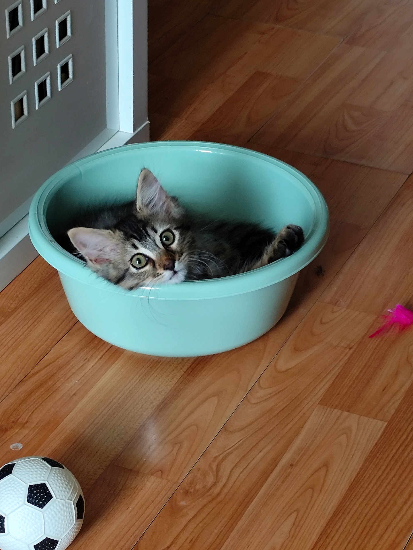 Luffy participe au concours pour gagner de l'argent avec cette photo : kitten, cat, plastic_basin, wooden_floor, indoor, toy, soccer_ball, feather_toy, pet, animal, feline, curious, wide_eyes, relaxed, playful, domestic, young, fur, ears, whiskers