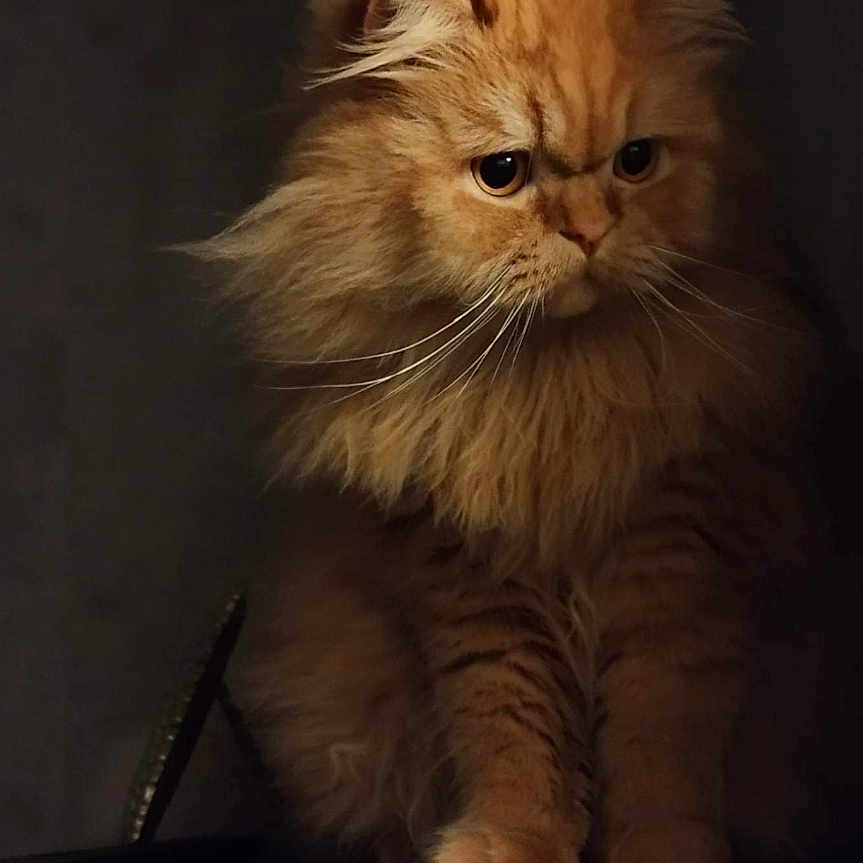 Papuche participe au concours pour gagner de l'argent avec cette photo : animal, cat, closeup, cute, dark_background, expression, eyes, face, feline, fluffy, fur, ginger_cat, indoor, mammal, pet, portrait, reflective_surface, sitting, soft_lighting, whiskers