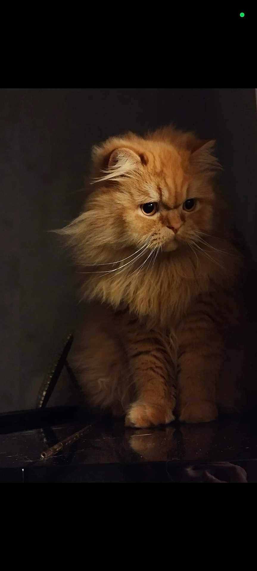 Papuche