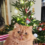 Papuche participe au concours pour gagner de l'argent avec cette photo : cat, fluffy, orange_cat, christmas_tree, holiday_decor, ornaments, lights, indoor, pet, cute, striped_cushion, furniture, decorations, festive, cozy, animal, sitting, wide_eyes, home, christmas