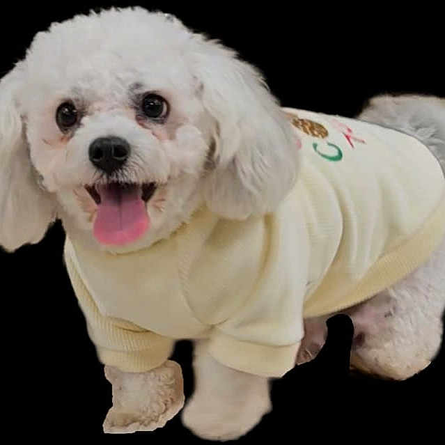 Jessie joined the competition — help win amazing prizes! animal, black_background, canine, clothing, companion, cute, dog, domestic_animal, fluffy, friendly, fur, happy, pet, portrait, puppy, small_dog, studio, sweater, tongue_out, white_dog