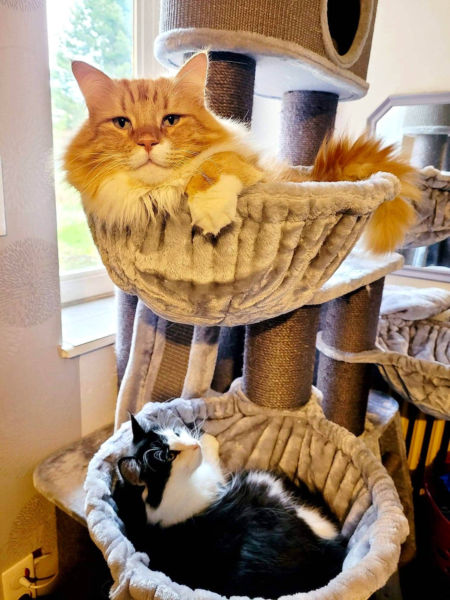 Nemo participe au concours pour gagner de l'argent avec cette photo : art, basket, box, cardboard, carnivore, cat, cat_supply, comfort, domestic_short_haired_cat, fawn, felidae, fur, linens, room, small_to_medium_sized_cats, stuffed_toy, tail, textile, whiskers, wood