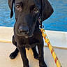 dog, puppy, black_dog, pool, swimming_pool, outdoor, patio, leash, collar, sitting, pet, animal, portrait, short_hair, floppy_ears, brown_eyes, black_fur, sunlight, poolside, cute
