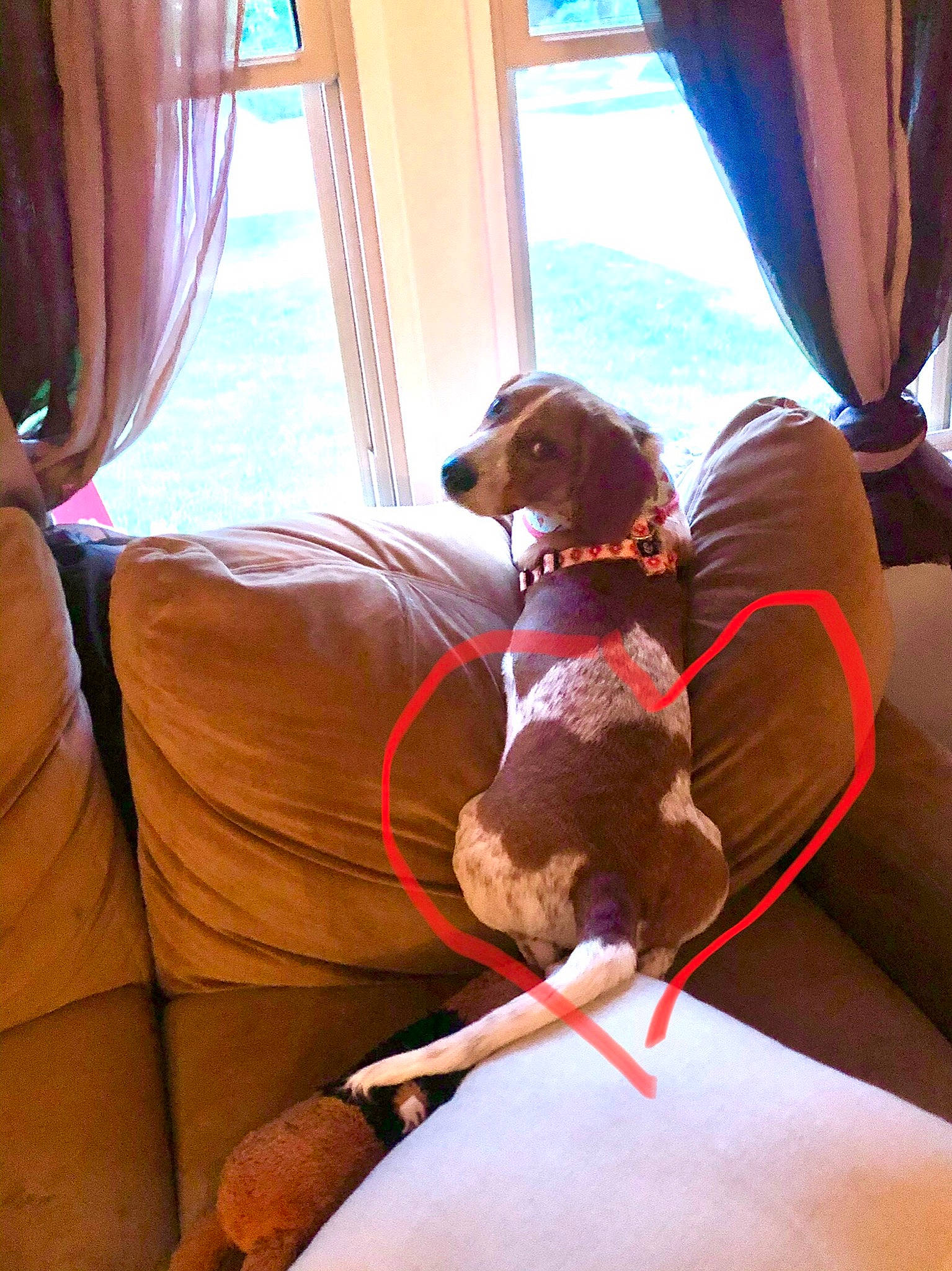 Sir Tow Mater is registered to the contest to win money with this photo: carnivore, comfort, companion_dog, curtain, dog, dog_breed, fawn, fun, leisure, liver, magenta, room, sporting_group, textile, tints_and_shades, toy, tree, vertebrate, window, wood