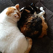 Nougatine Et Caramel participe au concours pour gagner de l'argent avec cette photo : cat, cats, sleeping, calico_cat, white_cat, feline, pet, animal, cozy, resting, curled_up, indoor, blanket, fur, cute, companion, nap, soft, tail, close