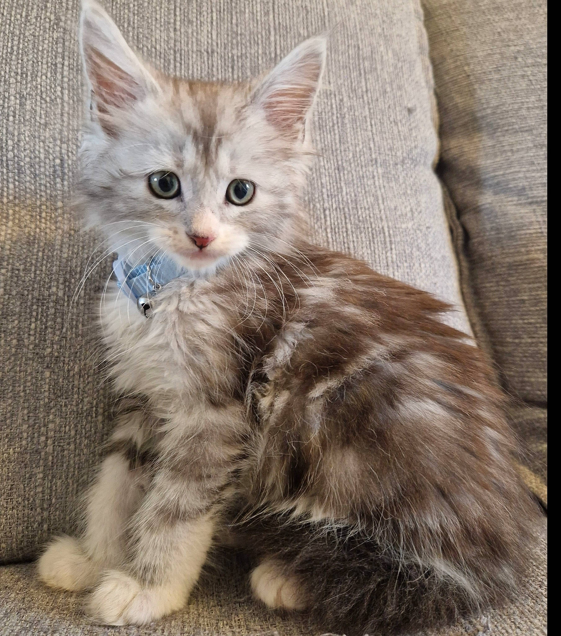 Binx is registered to the contest to win money with this photo: carnivore, cat, claw, comfort, domestic_short_haired_cat, eye, fawn, felidae, fur, paw, small_to_medium_sized_cats, snout, tail, terrestrial_animal, whiskers