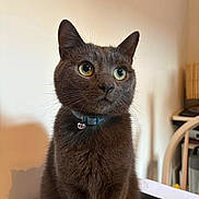 Ozzy is registered to the contest to win money with this photo: alert, animal, bell, blue_eye, cat, close_up, collar, cute, domestic_animal, feline, fur, gray_cat, heterochromia, indoor, pet, portrait, sitting, table, whiskers, yellow_eye