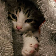 Bijou a rejoint le concours — aidez-le/la à gagner de superbes lots ! animal, blanket, cat, closeup, comfort, cozy, cute, fluffy, fur, indoor, kitten, mammal, paw, pet, resting, sleepy, snuggle, soft, warm, young