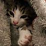 animal, blanket, cat, closeup, comfort, cozy, cute, fluffy, fur, indoor, kitten, mammal, paw, pet, resting, sleepy, snuggle, soft, warm, young