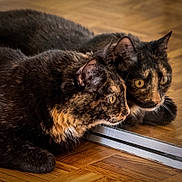 Gribouille a rejoint le concours — aidez-le/la à gagner de superbes lots ! cat, tortoiseshell_cat, reflection, mirror, wooden_floor, pet, animal, feline, close_up, indoor, fur, whiskers, ears, yellow_eyes, curious, lying_down, side_view, focused, household, domestic