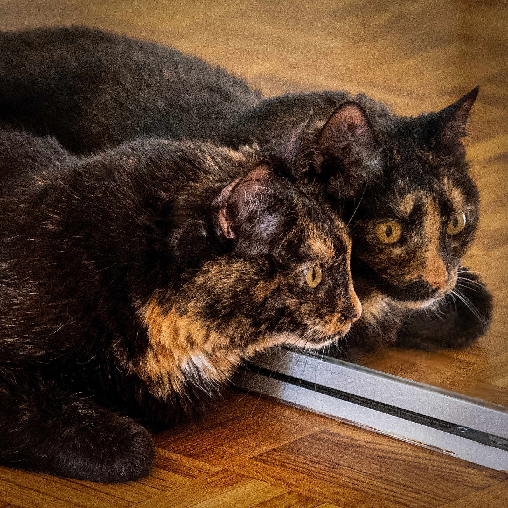 Gribouille a rejoint le concours — aidez-le/la à gagner de superbes lots ! cat, tortoiseshell_cat, reflection, mirror, wooden_floor, pet, animal, feline, close_up, indoor, fur, whiskers, ears, yellow_eyes, curious, lying_down, side_view, focused, household, domestic