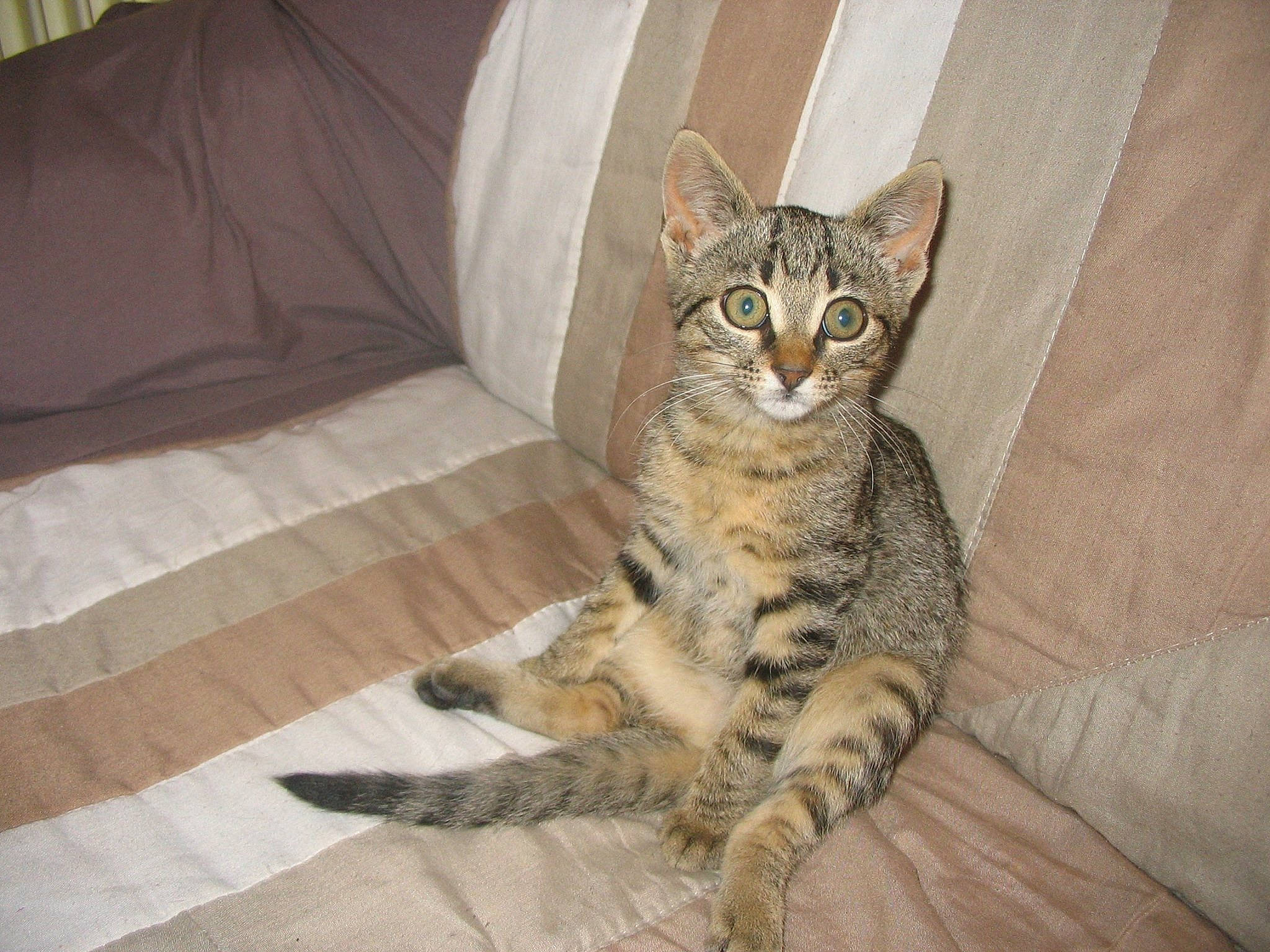 Minette participe au concours pour gagner de l'argent avec cette photo : carnivore, cat, claw, comfort, couch, domestic_short_haired_cat, door, fawn, felidae, flooring, fur, grey, hardwood, paw, small_to_medium_sized_cats, tail, terrestrial_animal, whiskers, wildlife, wood