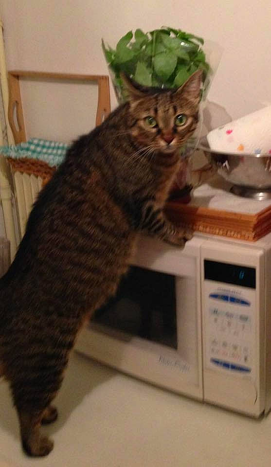 Minette participe au concours pour gagner de l'argent avec cette photo : carnivore, cat, domestic_short_haired_cat, felidae, flowerpot, fur, home_appliance, houseplant, kitchen_appliance, machine, mammal, microwave_oven, office_equipment, office_supplies, output_device, photocopier, plant, small_to_medium_sized_cats, tail, whiskers