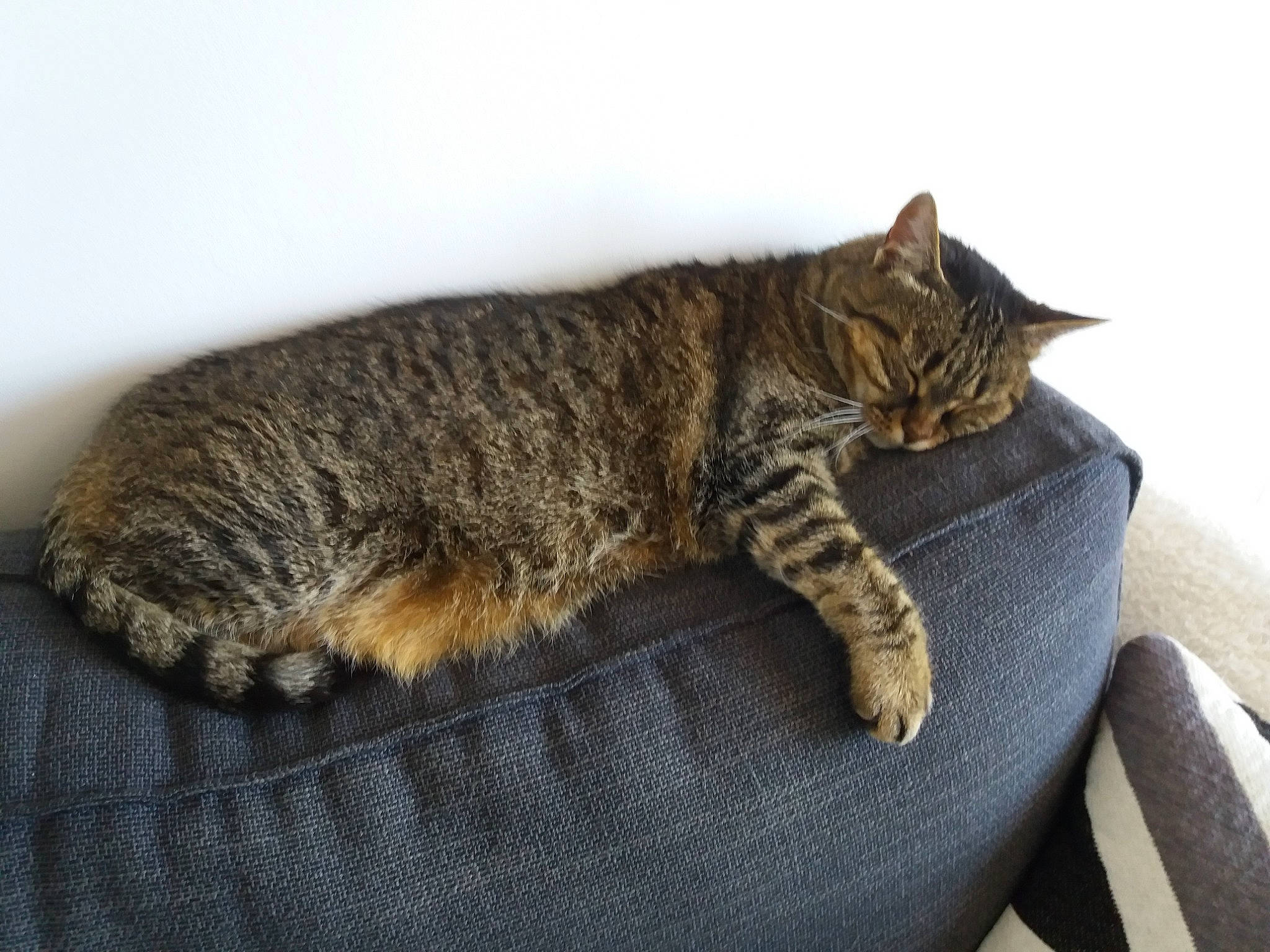 Minette a rejoint le concours — aidez-le/la à gagner de superbes lots ! carnivore, cat, cat_supply, claw, comfort, domestic_short_haired_cat, fawn, felidae, fur, grey, nap, paw, sitting, small_to_medium_sized_cats, snout, tail, terrestrial_animal, tree, whiskers