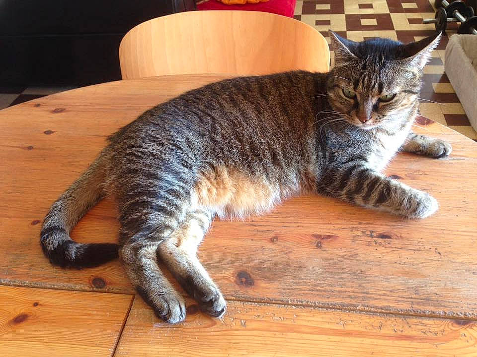 Minette a rejoint le concours — aidez-le/la à gagner de superbes lots ! carnivore, cat, comfort, computer_keyboard, domestic_short_haired_cat, felidae, floor, flooring, fur, grey, hardwood, mammal, paw, small_to_medium_sized_cats, snout, tail, whiskers, wood, wood_flooring, wood_stain