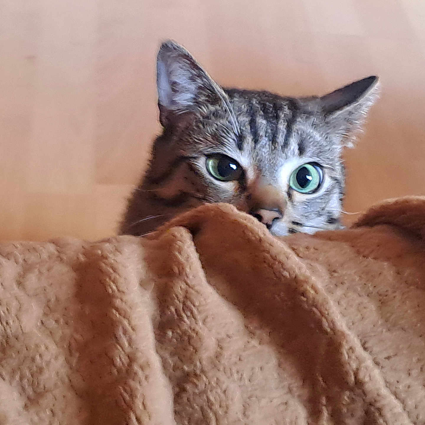 Patinhas a rejoint le concours — aidez-le/la à gagner de superbes lots ! alert, animal, blanket, brown, cat, closeup, cozy, curious, cute, eyes, floor, fur, indoor, peeking, pet, playful, soft, tabby, texture, whiskers