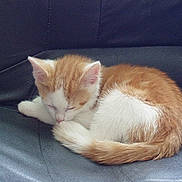 Tigrou participe au concours pour gagner de l'argent avec cette photo :