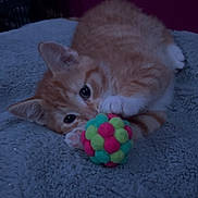 Garfield is registered to the contest to win money with this photo: kitten, cat, orange_tabby, animal, pet, playing, toy, colorful_ball, fuzzy, blanket, soft, cute, young, fur, paw, indoor, cozy, resting, curious, closeup