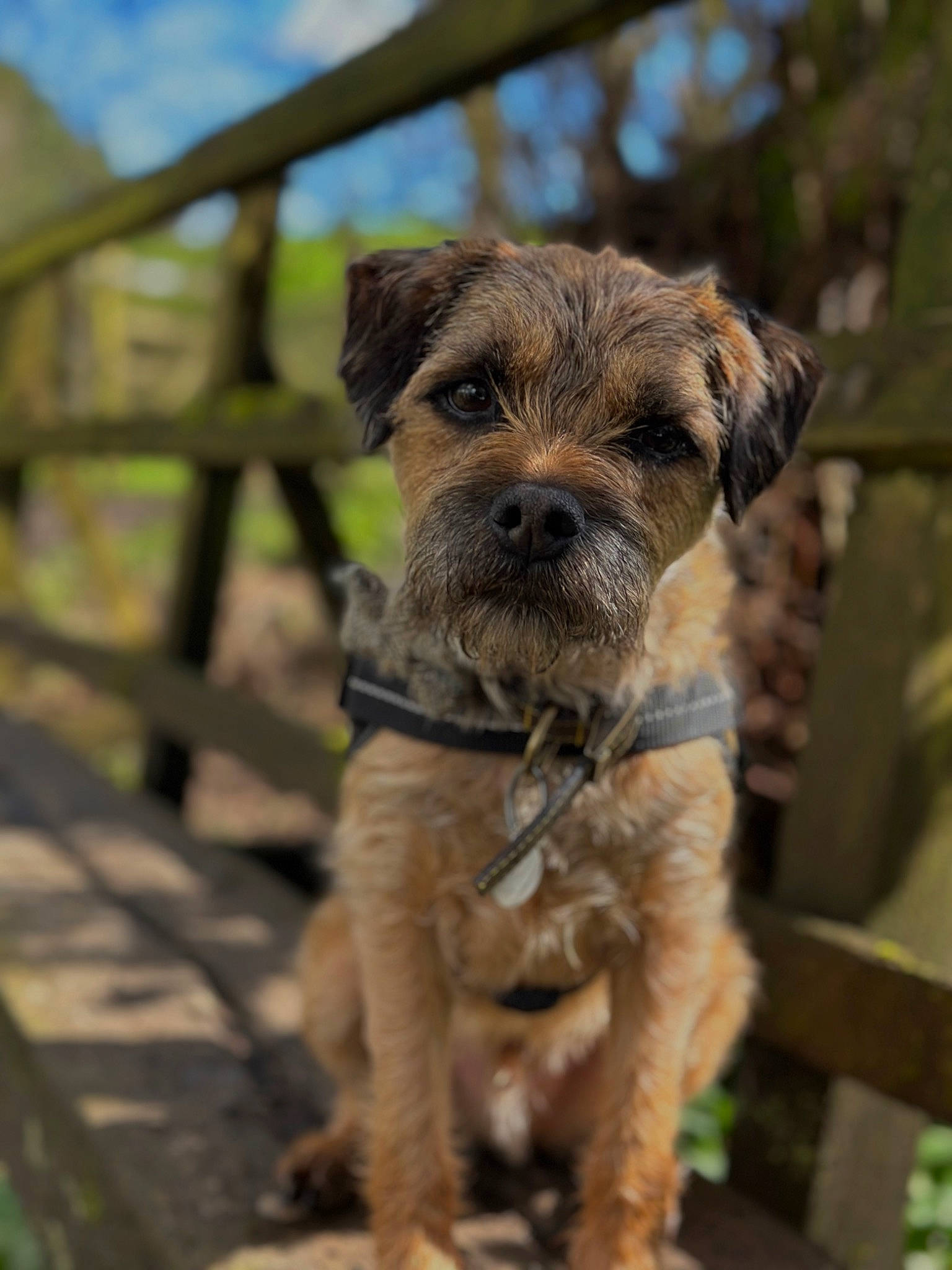 Monty is registered to the contest to win money with this photo: art, canidae, carnivore, cloud, companion_dog, dog, dog_breed, fawn, fence, grass, sky, small_terrier, snout, sporting_group, tail, terrestrial_animal, terrier, wood, working_animal, working_terrier