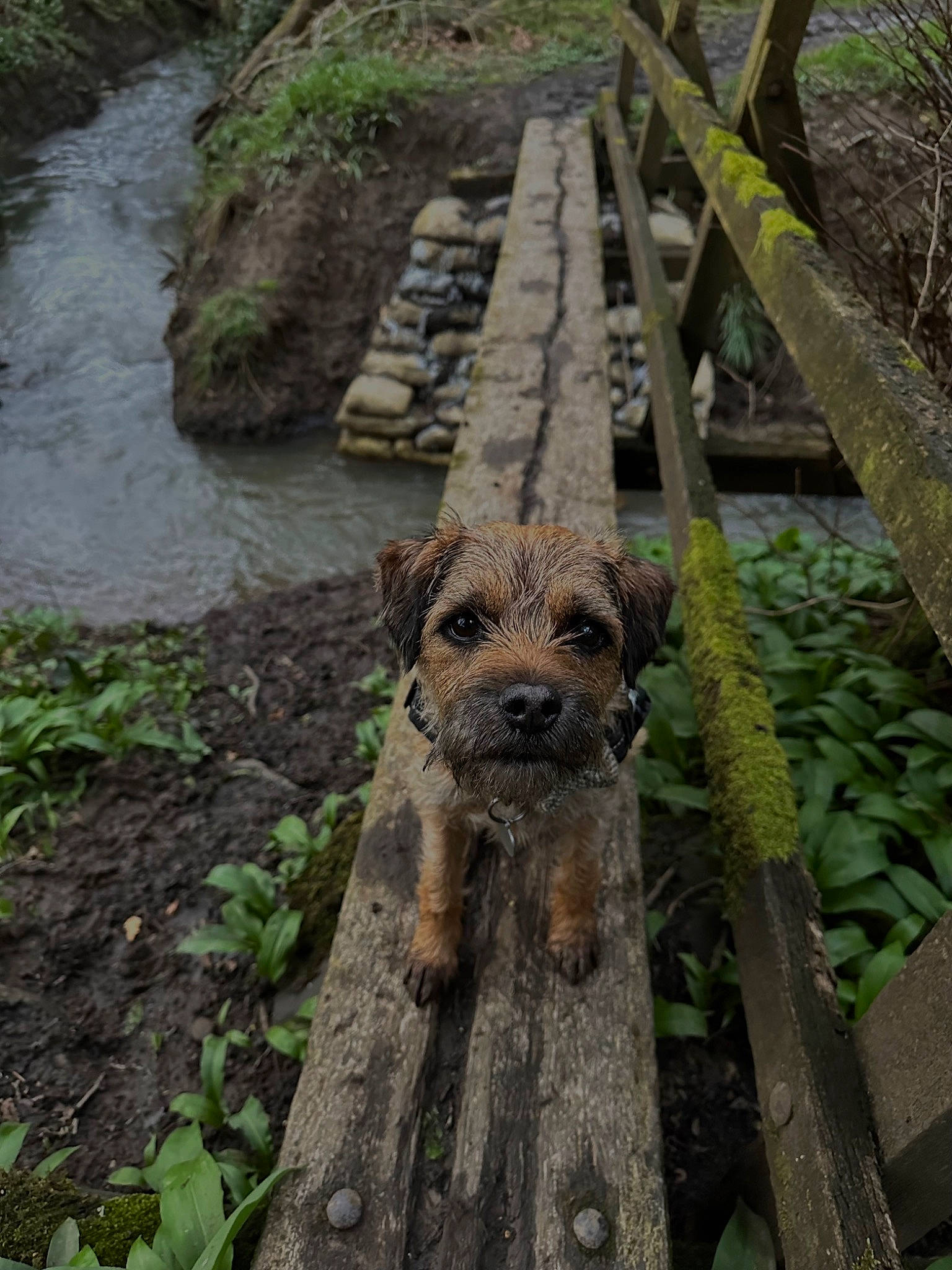 Monty is registered to the contest to win money with this photo: biome, carnivore, dog, dog_breed, fawn, forest, grass, groundcover, jungle, plant, riparian_zone, soil, stream, terrestrial_animal, terrestrial_plant, trunk, vegetation, water, wilderness, wood