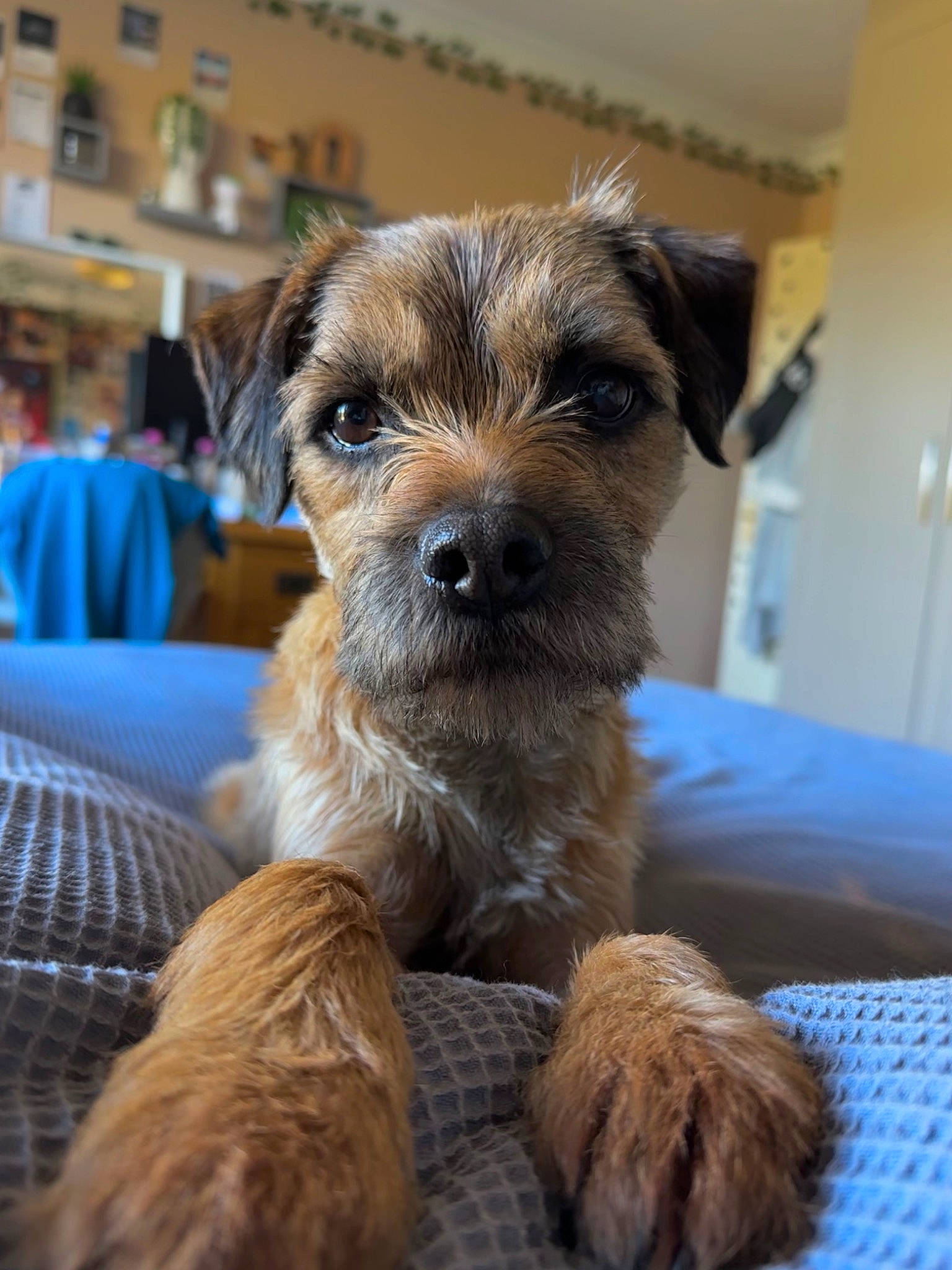 Monty joined the competition — help win amazing prizes! canidae, carnivore, comfort, companion_dog, dog, dog_breed, fawn, fur, liver, paw, small_terrier, snout, sporting_group, terrestrial_animal, terrier, toy_dog, working_animal, working_terrier