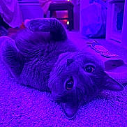 Niko is registered to the contest to win money with this photo: animal, carpet, cat, cozy, cute, ears, eyes, fairy_lights, feline, floor, home, indoor, nose, paw, pet, purple_light, relaxed, slipper, soft_texture, whiskers