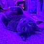 animal, carpet, cat, cozy, cute, ears, eyes, fairy_lights, feline, floor, home, indoor, nose, paw, pet, purple_light, relaxed, slipper, soft_texture, whiskers